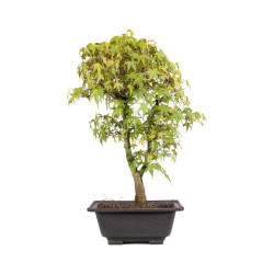 Acer palmatum katsura - B5039