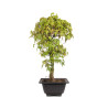 Acer palmatum katsura - B5039