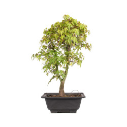 Acer palmatum katsura - B5039