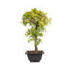 Acer palmatum katsura - B5039
