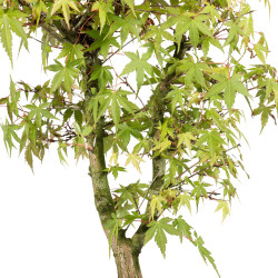 Acer palmatum katsura - B5039