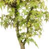 Acer palmatum katsura - B5039