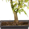 Acer palmatum katsura - B5039