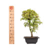 Acer palmatum katsura - B5039