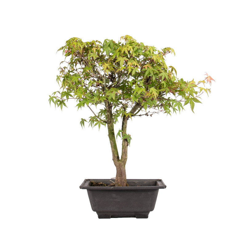 Acer palmatum katsura - B5040