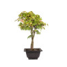 Acer palmatum katsura - B5040