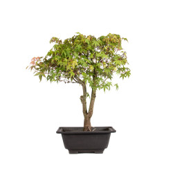 Acer palmatum katsura - B5040