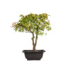 Acer palmatum katsura - B5040