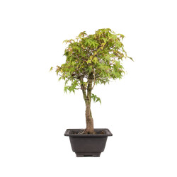 Acer palmatum katsura - B5040