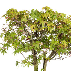 Acer palmatum katsura - B5040