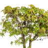 Acer palmatum katsura - B5040