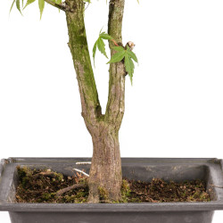 Acer palmatum katsura - B5040