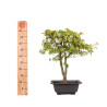 Acer palmatum katsura - B5040