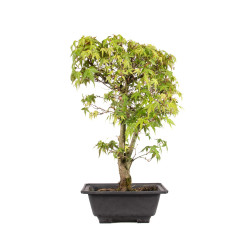 Acer palmatum katsura - B5041