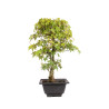 Acer palmatum katsura - B5041