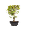 Acer palmatum katsura - B5041
