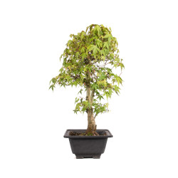 Acer palmatum katsura - B5041