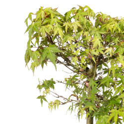 Acer palmatum katsura - B5041
