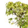Acer palmatum katsura - B5041