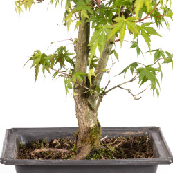 Acer palmatum katsura - B5041