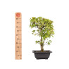 Acer palmatum katsura - B5041