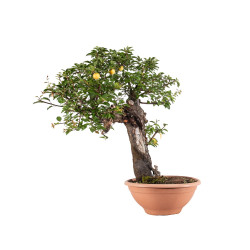 Prunus cerasifera - B5046