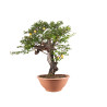 Prunus cerasifera - B5046