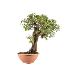 Prunus cerasifera - B5046