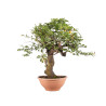 Prunus cerasifera - B5046