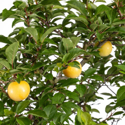 Prunus cerasifera - B5046