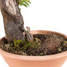 Prunus cerasifera - B5046