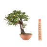 Prunus cerasifera - B5046