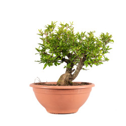 Punica granatum nejikan -...