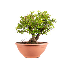 Punica granatum nejikan - B5024