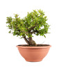 Punica granatum nejikan - B5024