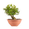 Punica granatum nejikan - B5024