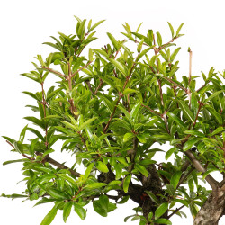 Punica granatum nejikan - B5024