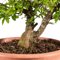 Punica granatum nejikan - B5024