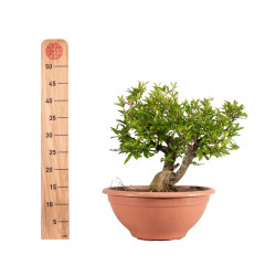 Punica granatum nejikan - B5024