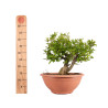 Punica granatum nejikan - B5024