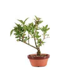 Forsythia - B5063