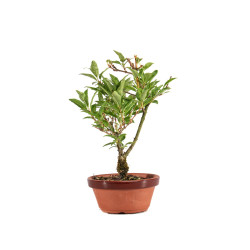 Forsythia - B5063