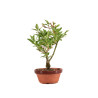 Forsythia - B5063