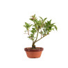 Forsythia - B5063