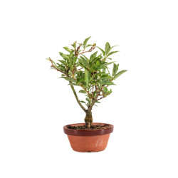 Forsythia - B5063