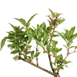 Forsythia - B5063