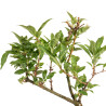 Forsythia - B5063