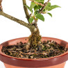 Forsythia - B5063