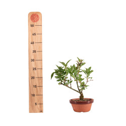 Forsythia - B5063