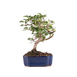 Carpinus turczaninowii - B5082